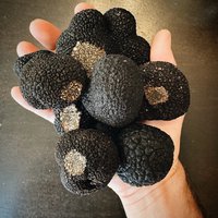 We’re celebrating black truffle season with a spec
