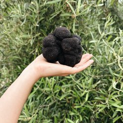 Black truffle season has arrived at Knife Pleat. E